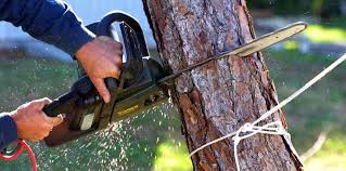 Best Emergency Tree Removal  in Herington, KS